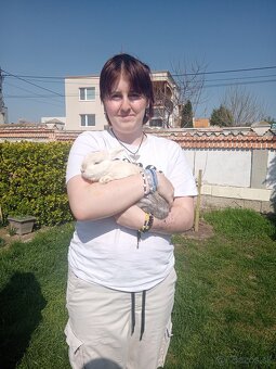 Zakrsly Kastrovany Zajacik (samcek) - 3