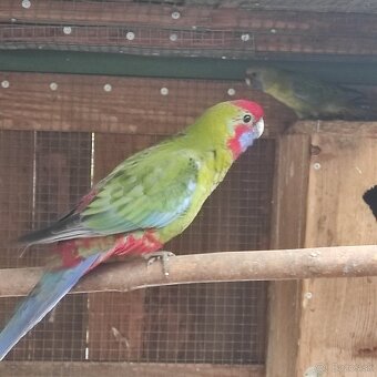 Rozela Pennantová 25 - 3