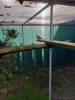 Holúbok diamantovy straka - 3