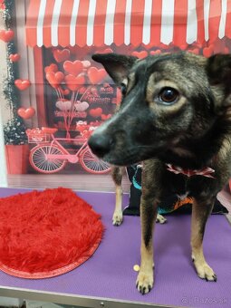 Darujem šteniatko sučku - 3