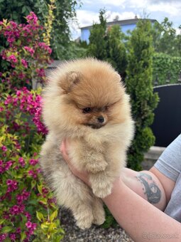 Pomeranian s rodokmeňom FCI - 3