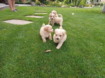 Maltipoo - 3