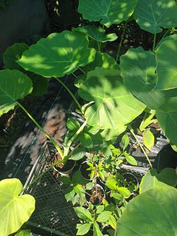 Colocasia Leucocasia gigantea - Slonie ucho - 3