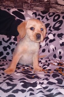 Kokeršpaniel x jazvečík - 3