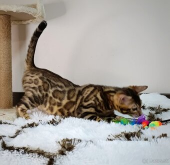 Bengálska mačka na predaj - 3