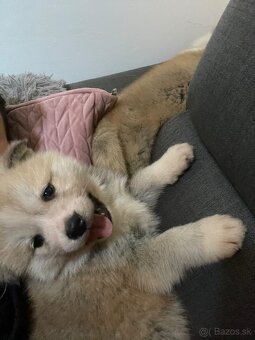 Akita inu šteniatka - 3