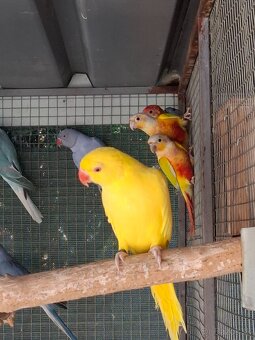 Alexander malý polokrotký - 3