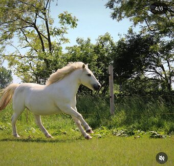 Poník na prenájom - 3