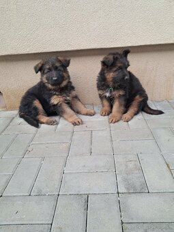 Nemecký ovčiak - 3