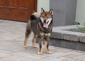 Shiba inu sezamový psík s PP - 3