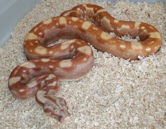 Boa imperator - Purple Sharp Sunglow Aztec, Sharp Sunglow - 3