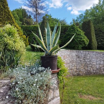 Agave - 3