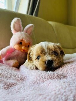 Golddust Yorkshire Terrier, Yorskshire s PP, Jork - 3