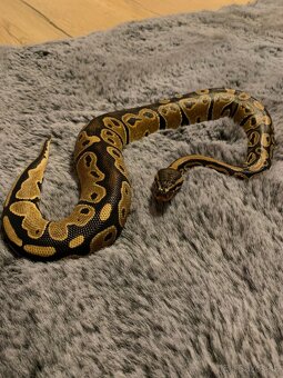 Python regius - 3