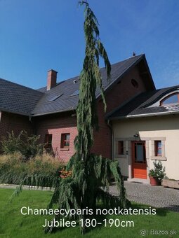 Vavrínovec, červienka, tuja, gaštan - Považská Bystrica - 3