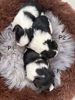 Biewer Yorkshire Terrier - 3