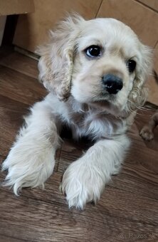 Americký kokeršpaniel - 3