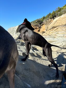 Sučka taliansky chrtik ihned k odberu - 3