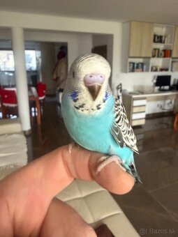 Andulka Maznačik krotká - 3