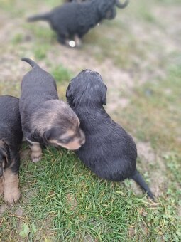 Predám šteniatka fenky - 3