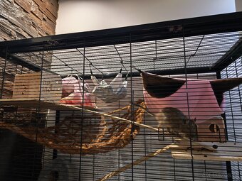 Osmak degu s komplet výbavou - 3