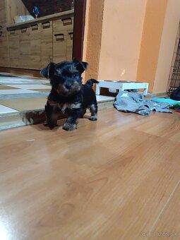 Yorkshirsky teriér - 3