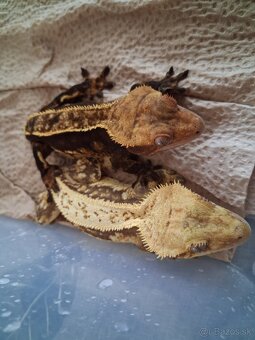 Pagekony riasnaté - 3