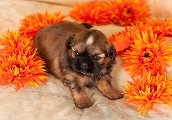 Shih-Tzu štěniatka (shi tzu, si-tzu, shitzu, si-cu) - 3