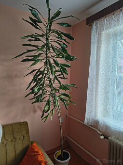 Juka - Yucca - 3