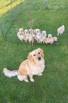 ZLATÝ RETRIEVER - 3