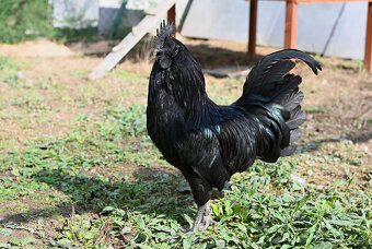 Ayam Cemani kohútiky - 3