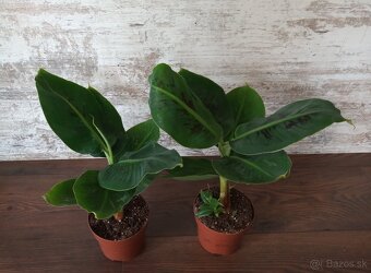 Banánovníky - Ensete, Musella, Dwarf Cavendish - 3