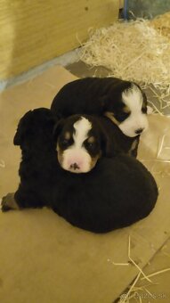 Bernský salašnický pes bez PP - 3