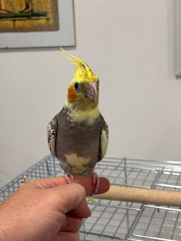 Rucne dormena korela. - 3