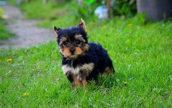 Yorkshirsky terrier mini - 3