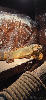 Leguan červený - 3