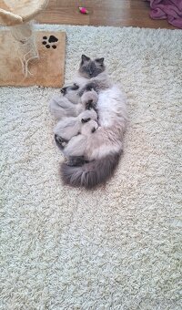 Ragdoll - 3