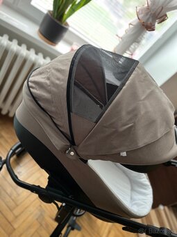 Kočik Bebetto Holland - 3