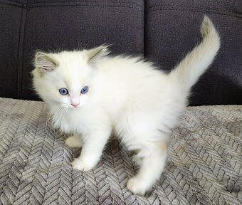 Ragdoll mačička bez PP - 3
