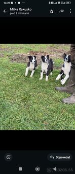 Karelsky Medvedí Pes - 3