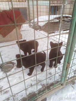 Nemecký ovčiak - 3