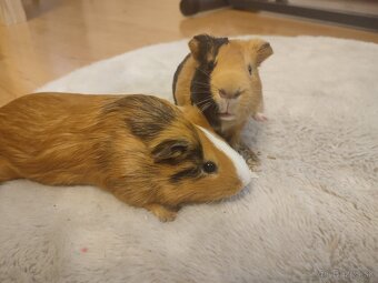 Morské prasiatká - 3