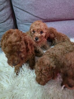 Pudlík,pudel - toy - 3