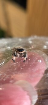 Skákavky Phidippus regius - 3