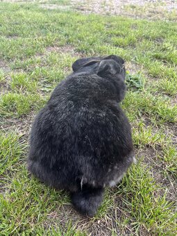 Nemecký obrovitý strakač - 3