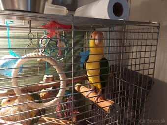 Amazonik bielobruchy - 3