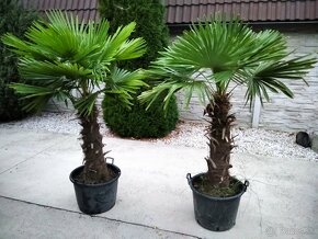 Mrazuvzdorne palmy - Trachycarpus Fortunei - 3