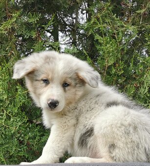 Border kolie , Collie , kolia - 3