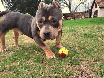 American Bully Pocket - 3