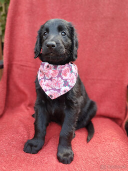 Flat coated retriever - šteniatka s PP - 3